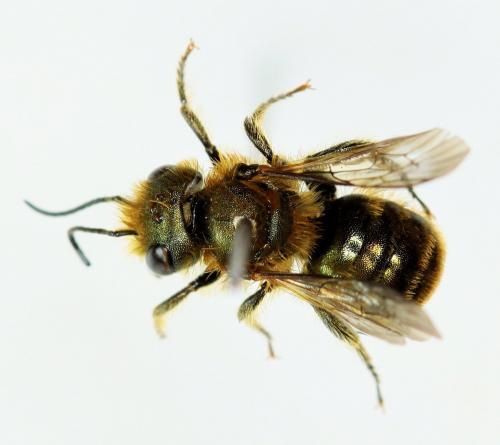 Réf. 228 737 : Osmia caerulescens